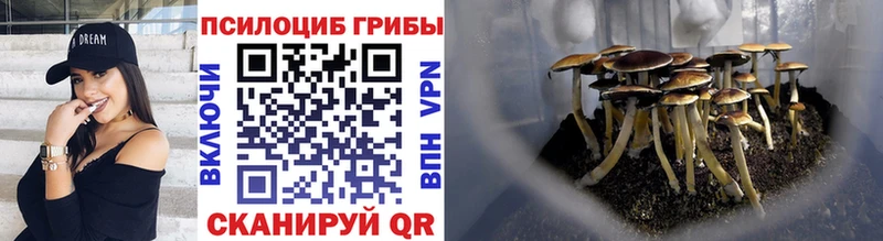 где продают   Усть-Джегута  Псилоцибиновые грибы Magic Shrooms 
